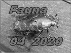 fauna 4